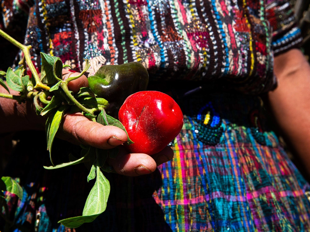 altromercato donne maya